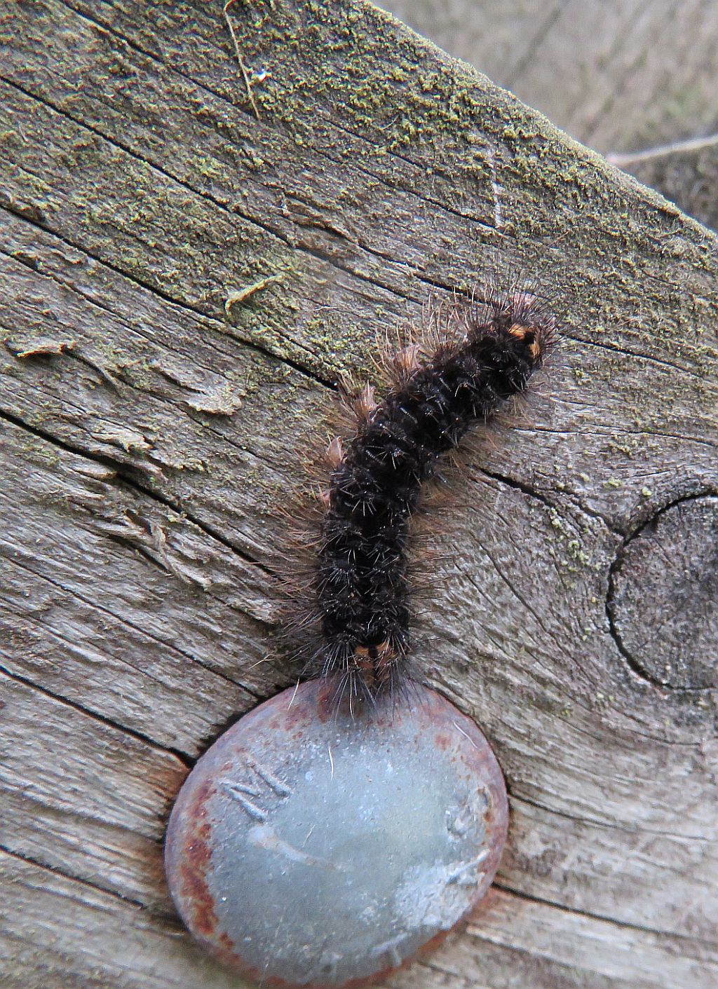  Fox Moth caterpillar  
